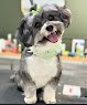 Negocio Kim's Pet Grooming