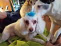 Negocio Kim's Pet Grooming
