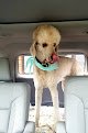 Negocio Knotty Dog Spa