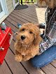 Negocio Knotty Dogs Mobile Pet Grooming