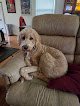 Negocio Krissy's K9 Cuts