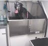 Negocio Ky Mobile Pet Grooming