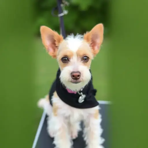 Kym's Kritter Kuts - Dog Grooming