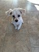 Negocio L A Dog Grooming