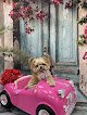 Negocio La De' Paws Grooming Salon