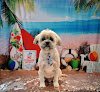 Negocio Las Vegas Zen Dog Grooming