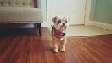 Negocio Lavish Dog