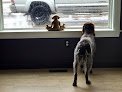 Negocio Lavish Dog