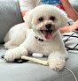 Negocio Le’ Pulga Pet Grooming