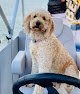 Negocio Lisa's Pet Grooming