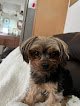 Negocio Little Barkletts