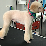Negocio Little Diggers Dog And Cat Grooming. By Appointment Only