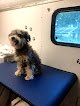Negocio Little Paw’s Dog Salon