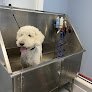 Negocio Livy’s Lavish Self Wash & Grooming (u Dirty Dog Self Wash Spa)