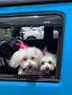 Negocio Lola Bell's Pet Facility