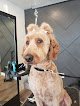 Negocio Lollipup Grooms Pet Salon