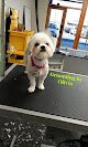 Negocio Looking Sharp Dog Grooming