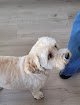 Negocio Lovable Pups Dog Grooming