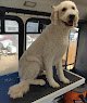 Negocio Loved Up Pup: Dog Grooming With Love
