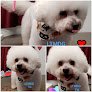 Negocio Loving Touch Mobile Dog Grooming