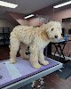 Negocio Lucky Dog Grooming Shop