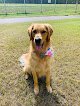 Negocio Lucky Dog Grooming