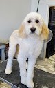 Negocio Lucky Dog Pet Grooming