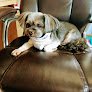 Negocio Lucky Dog Spa