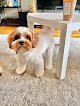 Negocio Lucky Paws Pet Grooming Llc