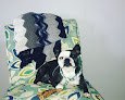 Negocio Luckys In Home Mobile Grooming