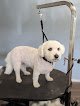 Negocio Luxe Hound