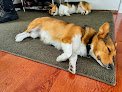 Negocio Lynae's Paw Spa