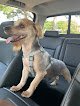 Negocio Madison Ridgeland Pet Grooming