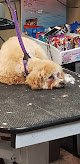 Negocio Man's Best Friend Inc
