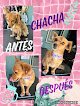 Negocio Mara’s Pet Grooming