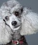 Negocio Maryland Mobile Grooming