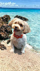 Negocio Mary's Hippie's Hounds Grooming Salon