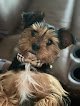 Negocio Mary's Tlc Pet Grooming
