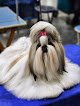 Negocio Master Cuts Mobile Pet Grooming