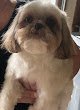 Negocio Me & You Mobile Pet Spa