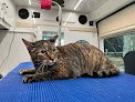 Negocio Meeow Chicago - Lincoln Park