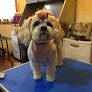 Negocio Meg's Grooming
