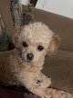 Negocio Melba's Pet Grooming