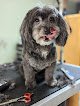 Negocio Mesa Pet Grooming