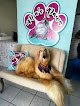 Negocio Mia’s Paws Grooming