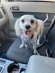 Negocio Michelle's Professional Pet Grooming