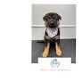 Negocio Midtown Mobile Pet Grooming