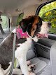 Negocio Milk & Honey Paw Spa- Dickson, Tn Dog & Cat Grooming