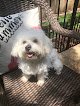 Negocio Mobile Dog Grooming And Training
