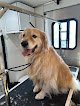 Negocio Mobile Dog Grooming Service